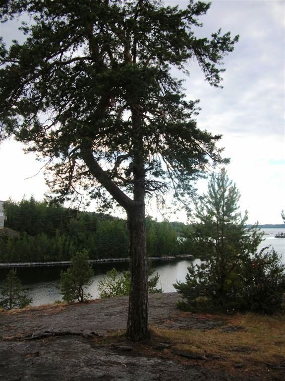 Savonlinna (115).jpg